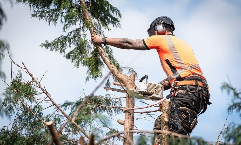 Tree Surgeon